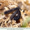 parnassius nordmanni larva3a